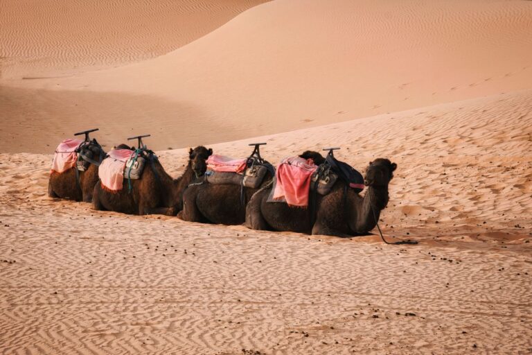 12 Day Agadir Sahara and Imperial Cities Tour in Morocco
