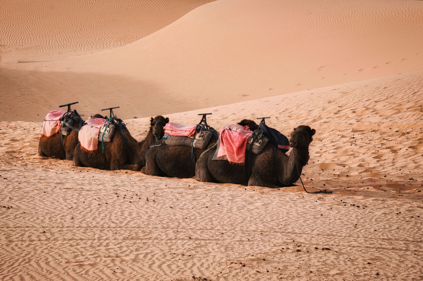 12 day agadir sahara and imperial cities tour in Morocco
