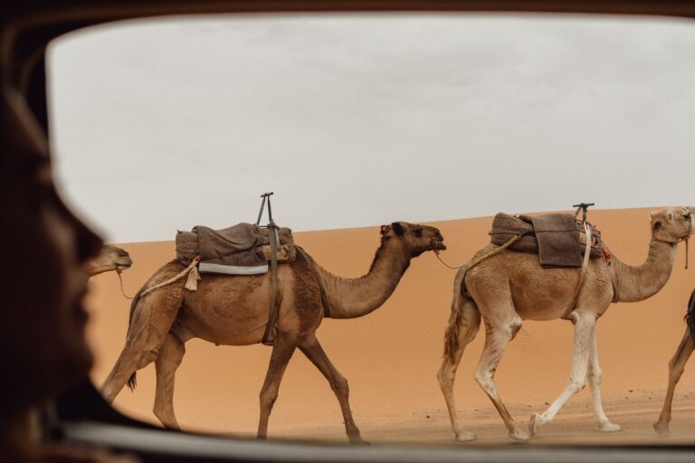 12 Day Grand Morocco Tour from Casablanca in Morocco