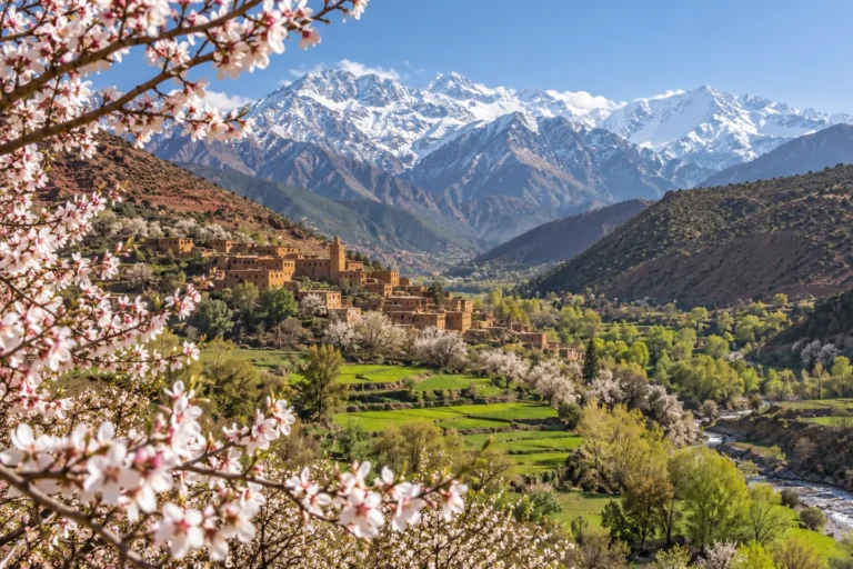 Spring blossoms and a green valley beneath snowy Atlas peaks